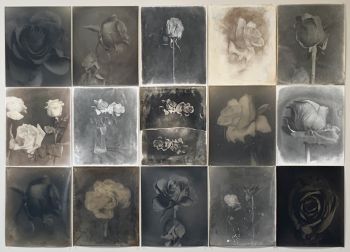Rose Matrix 1